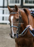 img_0150c.jpg (Arabian Word)