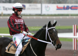 img_8387c.jpg     (Honey Rider)