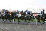 img_8915c.jpg (Jockeyklubbens Avelslöpning)