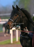 img_8983c.jpg (Just Nu)