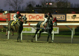 img_9073c.jpg (Swing That Cat & Golden Metalimo)