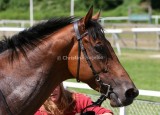 img_8551b.jpg (Smart Guy)