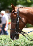 img_8694b.jpg (Clauses Polly)