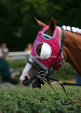 img_8710b.jpg (Royal Legend)
