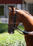 img_8717b.jpg (Clauses Polly)