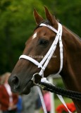 img_7346b.jpg (Poker)