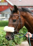 img_7881b.jpg (Tune of Diamond)