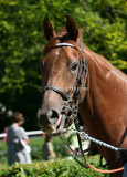 img_0950c.jpg (Clauses Polly)