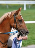img_1053c.jpg (Ginger)