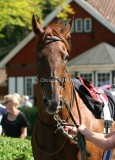 img_1229c.jpg (Red Attack)