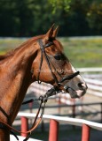 img_1399c.jpg (Finish First)