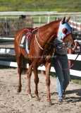 img_1582c.jpg (Focus Star)