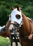 img_3061c.jpg (Royal Legend)
