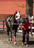 4546b.jpg (Crimson And Gold)