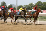 8241d.jpg (Gladtoseeme & White Cheek Fox & Aces Star & Dominant Fellow)
