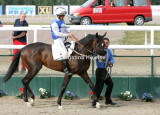 8828d.jpg (Handsome Hawk)