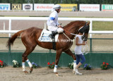 8878d.jpg (Hot Chestnut)