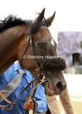 9043d.jpg (Handsome Hawk)