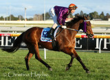0659h.jpg (Persian Star / Glen Boss)