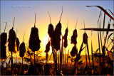 Cattails in the Sunset