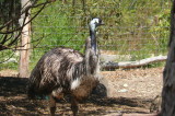 Melbourne-Australia Zoo 443.jpg