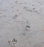 dog prints in sand