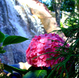 Pirates Cove mini golf