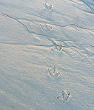 sand prints