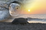 Turtle Sunrise