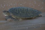 Green Sea Turtle