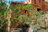 Pomegranites at Bani Habib