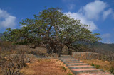 Baobab Tree, Dhalkut