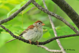 Field sparrow