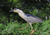 Black-crowned night-heron (m):  SERIES 3