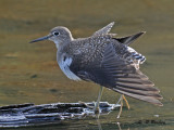 Solitary sandpiper