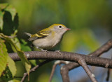 Chestnut-sided warbler