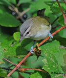 Red-eyed vireo