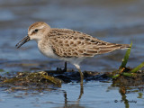 Semipalmated sandpiper