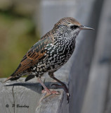 European starling:  SERIES