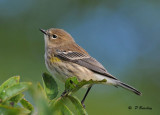 Yellow-rumped warbler