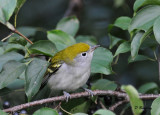 Chestnut-sided warbler