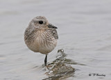 Black-bellied plover