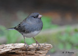 Dark-eyed junco