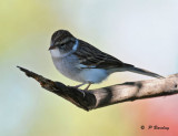 Sparrow??  :   SERIES