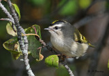 Golden-crowned kinglet