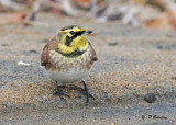 Horned lark