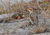 Snow bunting