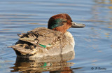 Green-winged teal (m)
