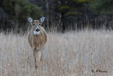 White-tailed deer (juv)