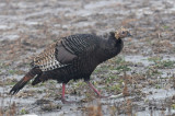 Wild turkey